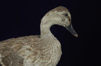 Spot-billed Duck Collection Image, Figure 13, Total 13 Figures